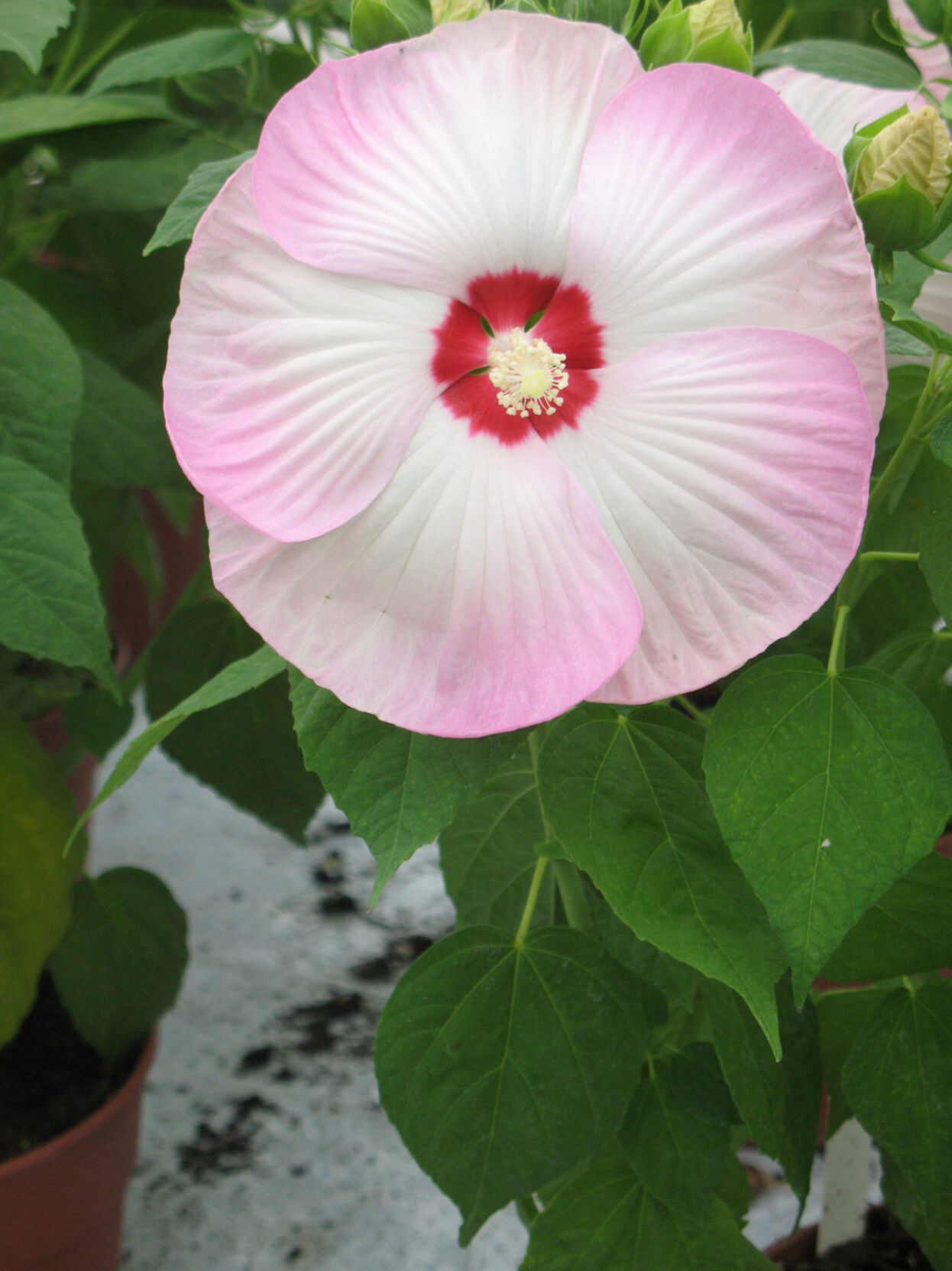 Hibiscus_Disco-BellePink-A2_Sakata-scaled.jpg